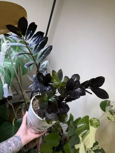 plant/Zz black raven-1-thumbnail