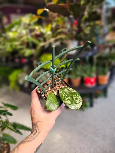 plant/Hoya Michele MB 1255-0-thumbnail