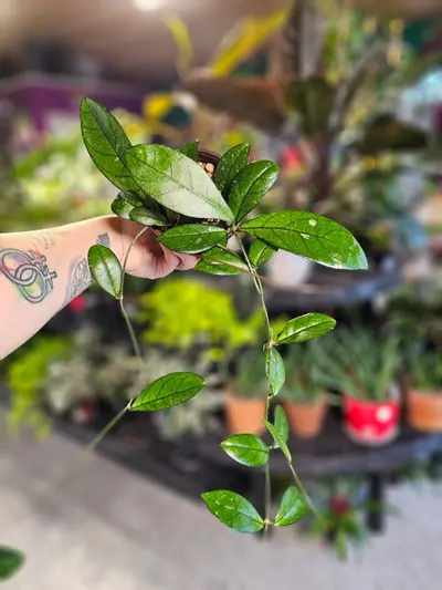 plant/Hoya Crassipetiolata-0-thumbnail
