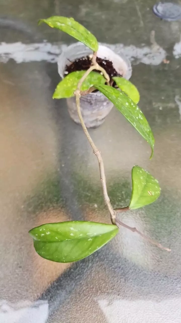 plant/Hoya carnosa freckles splash-0