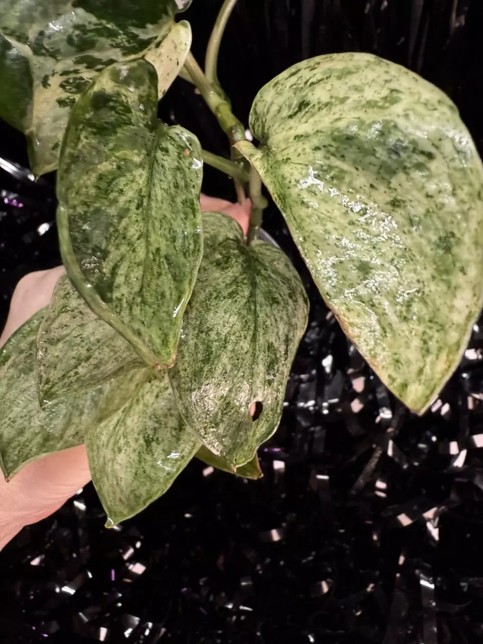 plant/🎉SALE! Scindapsus Cream Blue #2 *Rooted in moss-1