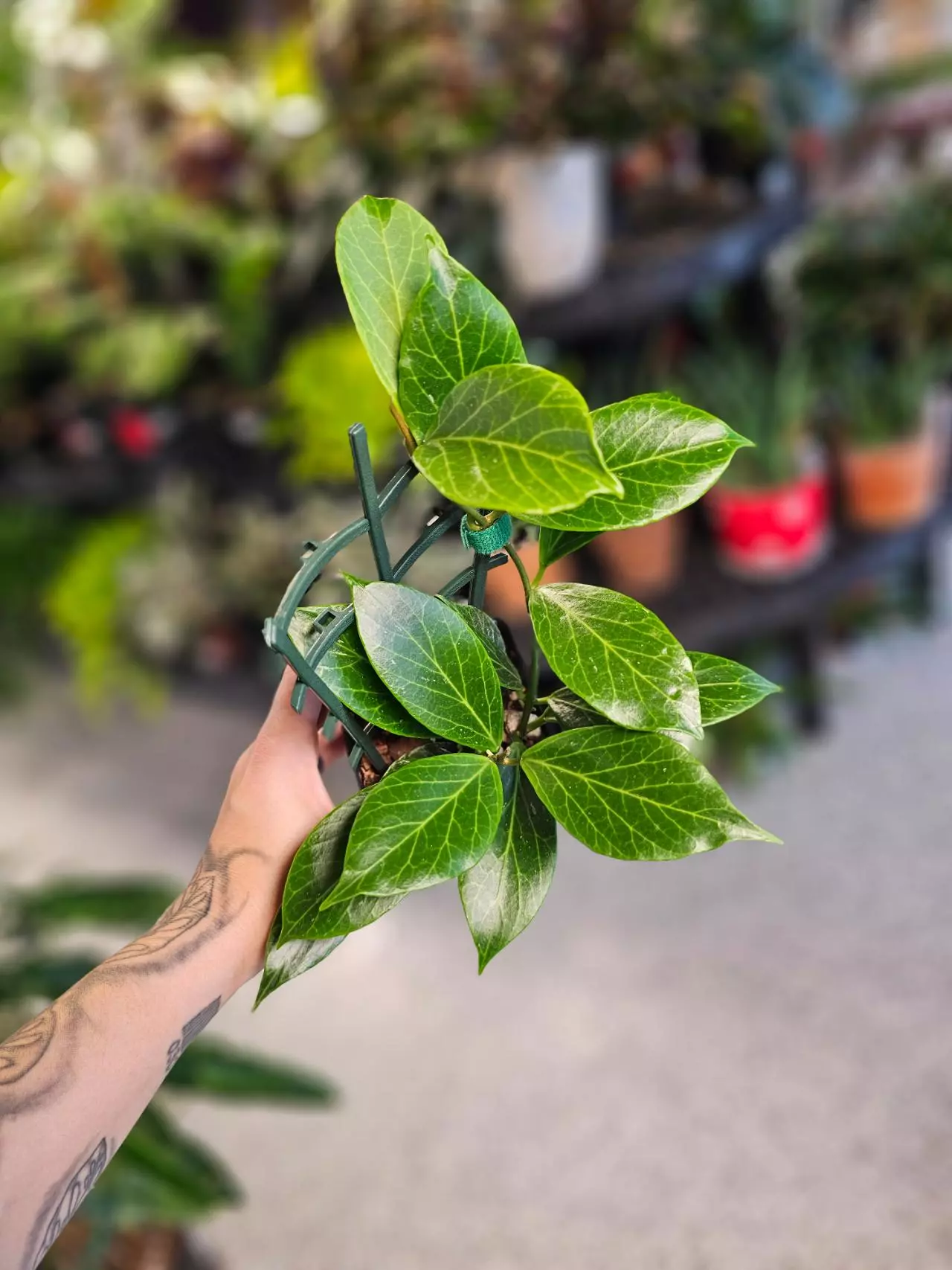 plant/Hoya Sunrise-0