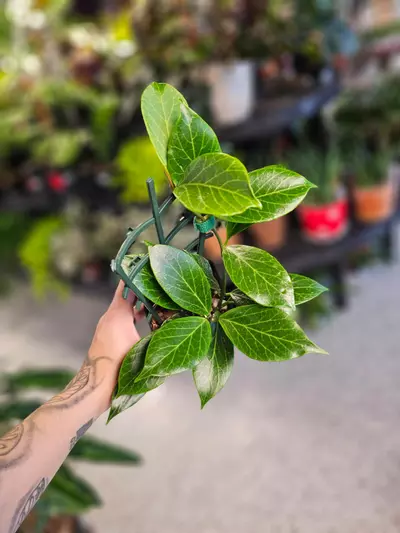 plant/Hoya Sunrise-0-thumbnail