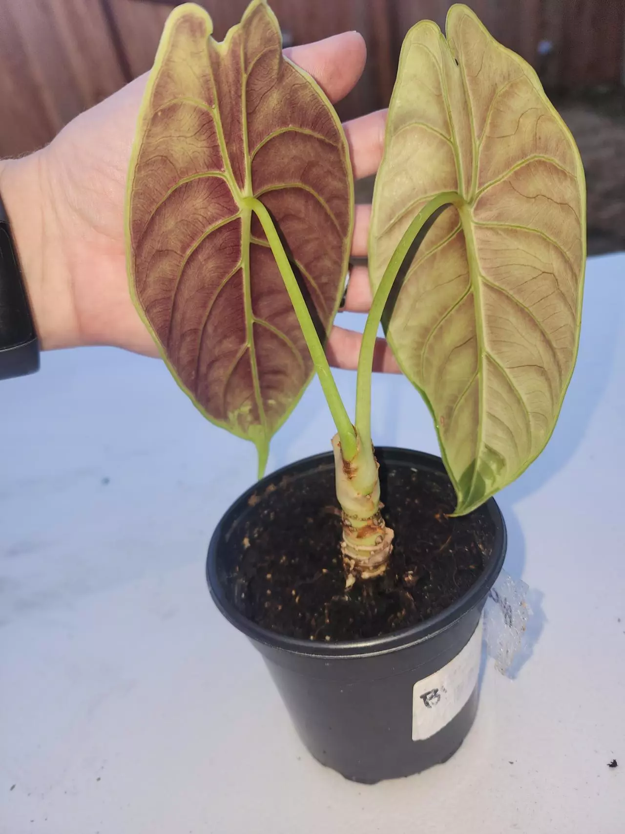 plant/Alocasia green unicorn 🦄-4