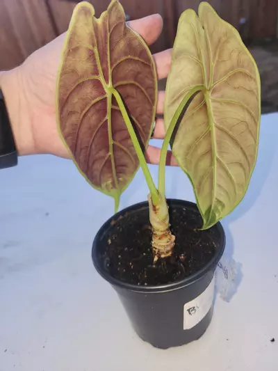 plant/Alocasia green unicorn 🦄-4-thumbnail