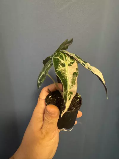 plant/Alocasia Amazonica pink variegated-2-thumbnail