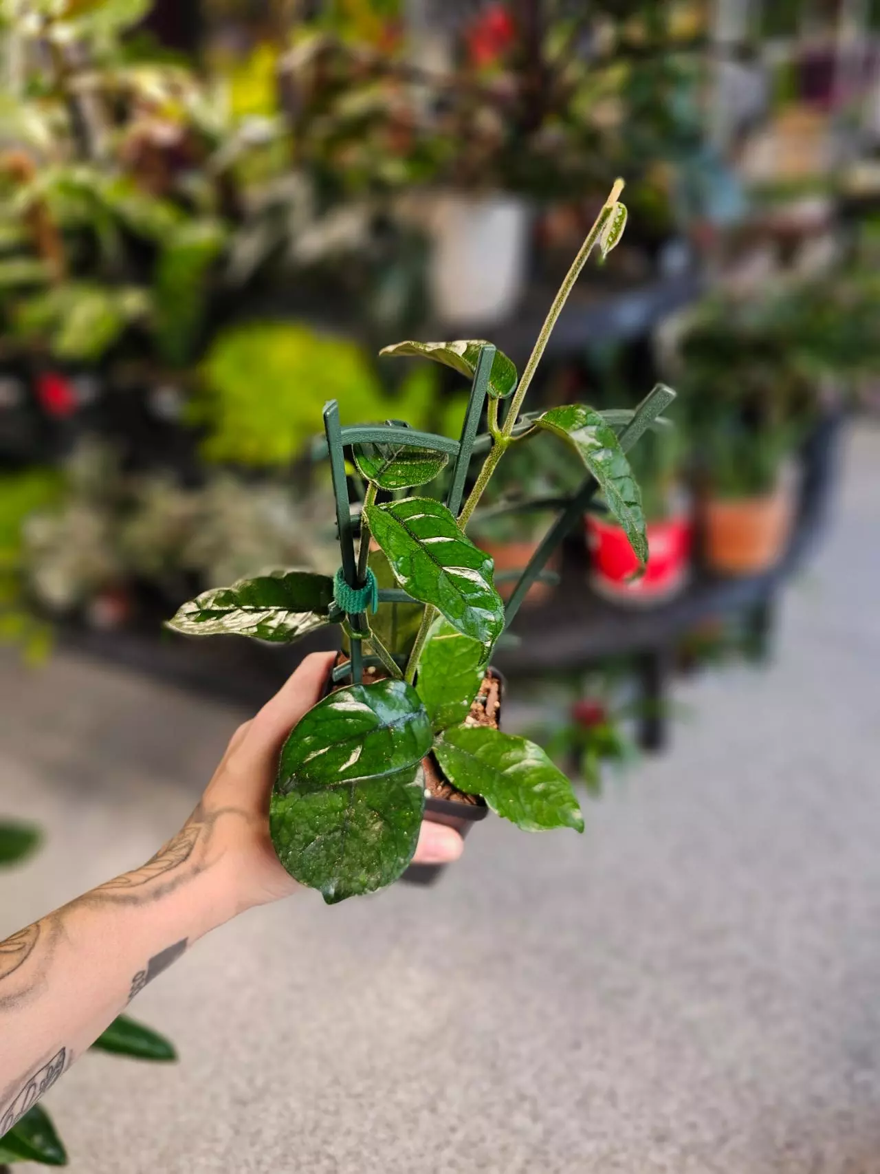 plant/Hoya Villosa-1