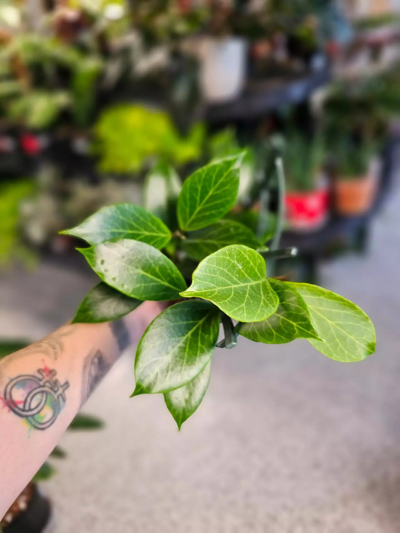 plant/Hoya Sunrise-1