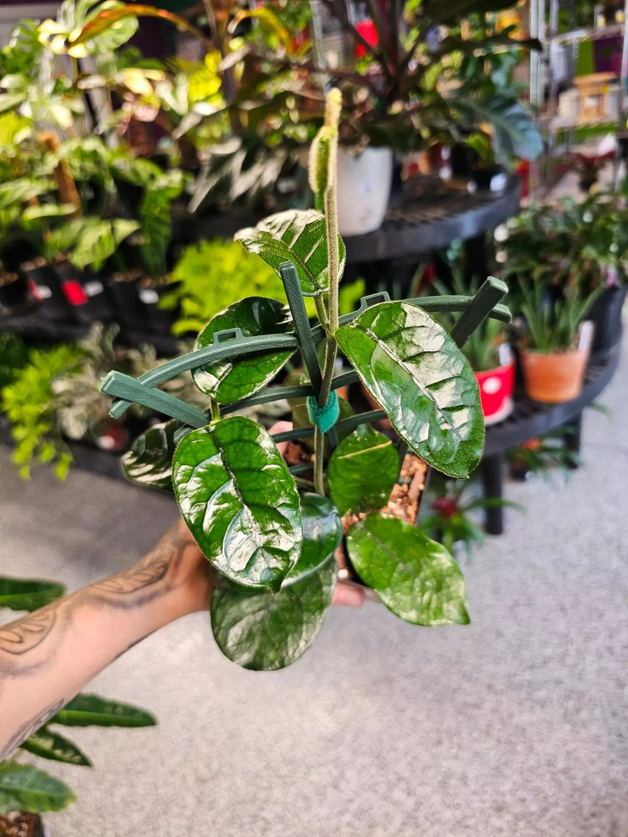 plant/Hoya Villosa-4