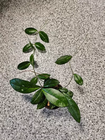 plant/Hoya Crassipetiolata-3-thumbnail