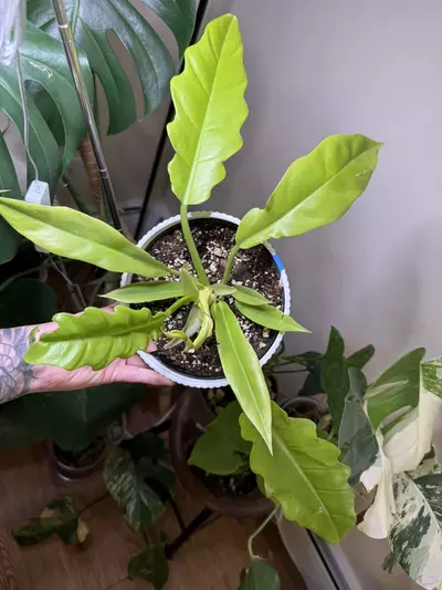 plant/Golden croc-0-thumbnail