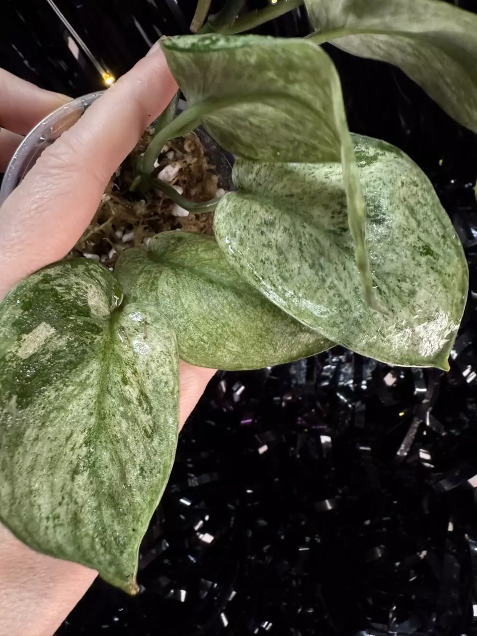 plant/🎉SALE! Scindapsus Cream Blue #2 *Rooted in moss-6