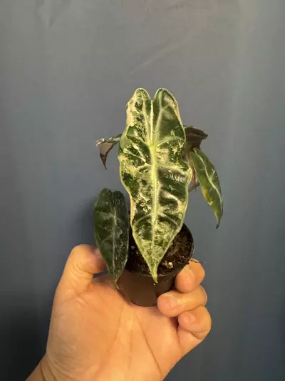 plant/Alocasia Amazonica pink variegated-1-thumbnail