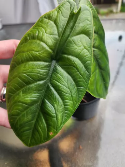 plant/Alocasia green unicorn 🦄-2-thumbnail