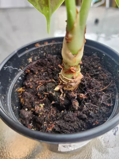 plant/Alocasia green unicorn 🦄-1-thumbnail