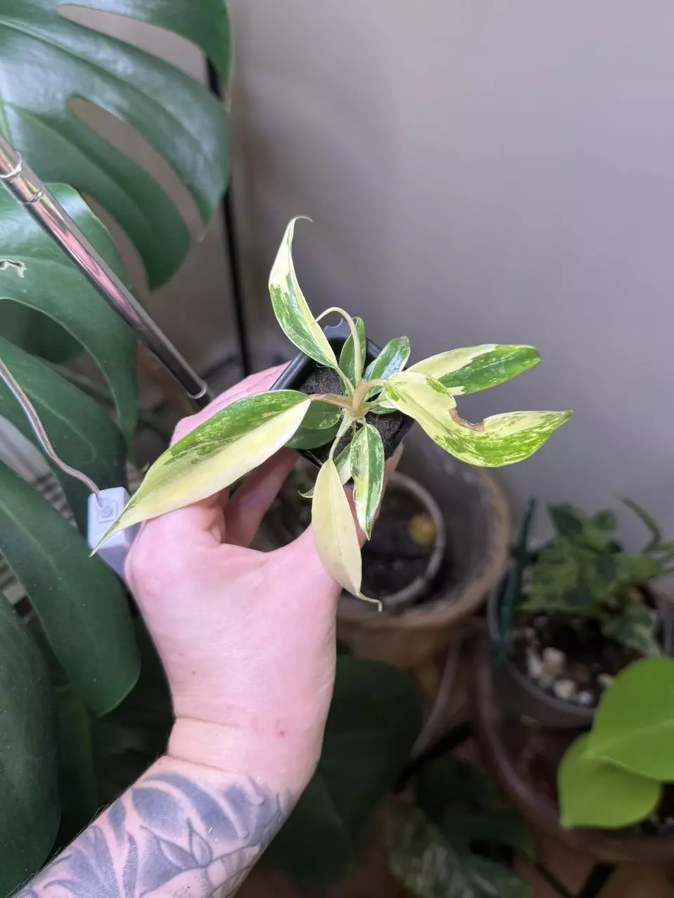 plant/Florida beauty x Billie-0