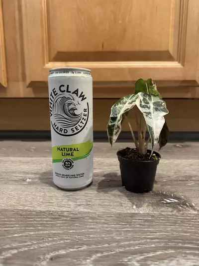 plant/Alocasia Amazonica pink variegated-3-thumbnail