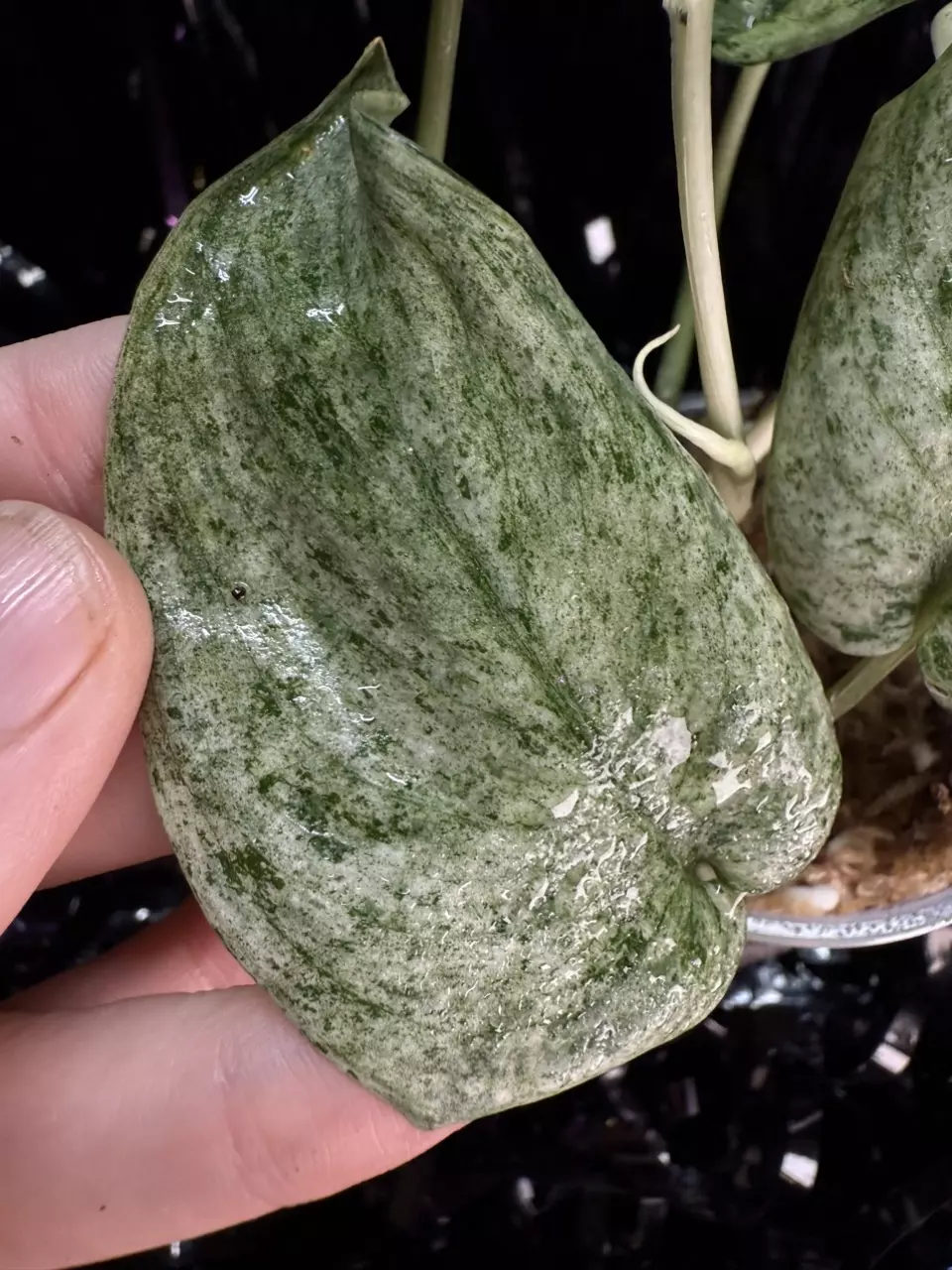plant/🎉SALE! Scindapsus Cream Blue #5 *Rooted in moss-5