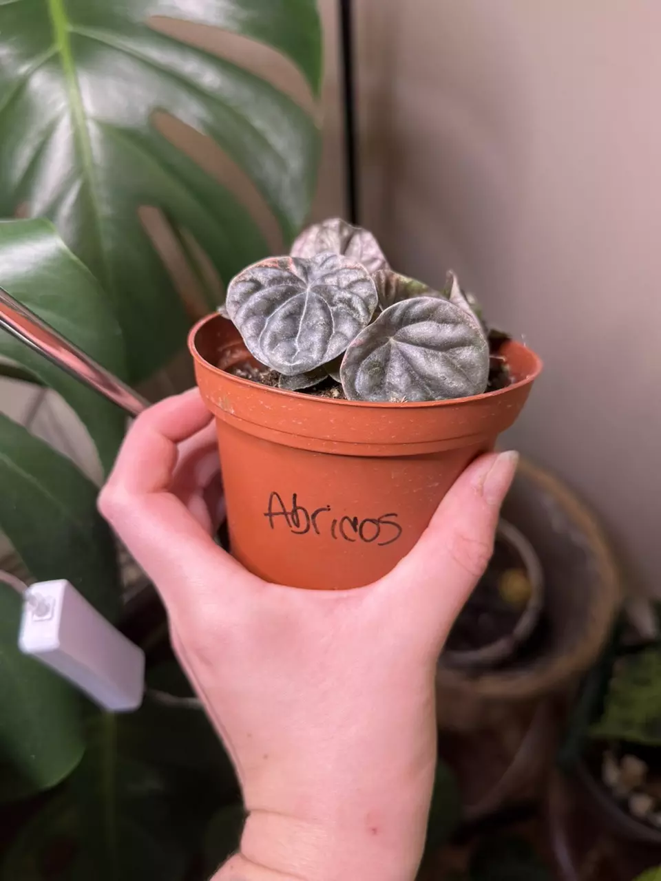 plant/Peperomia abricos-1