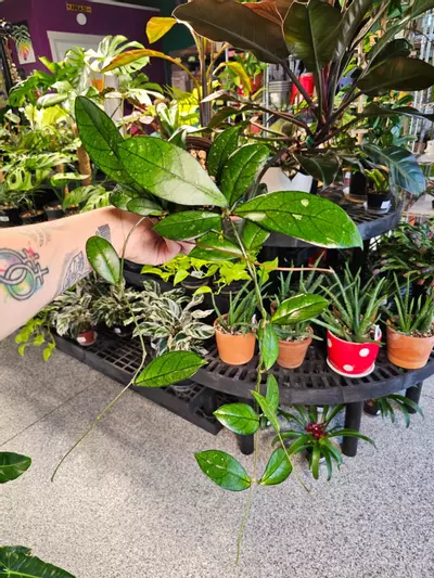 plant/Hoya Crassipetiolata-2-thumbnail