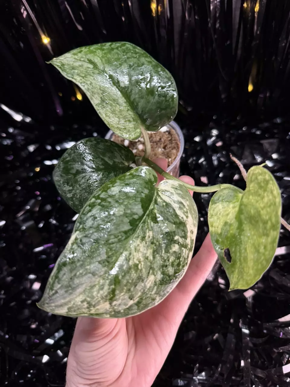 plant/🎉SALE! Scindapsus Halimoon #1 *Rooted in moss-0