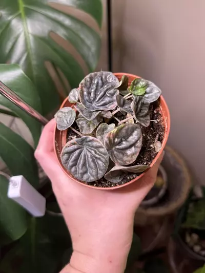 plant/Peperomia abricos-0-thumbnail