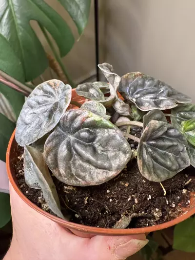plant/Peperomia abricos-2-thumbnail