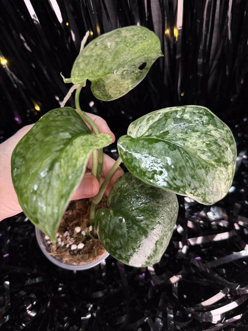 plant/🎉SALE! Scindapsus Halimoon #1 *Rooted in moss-1