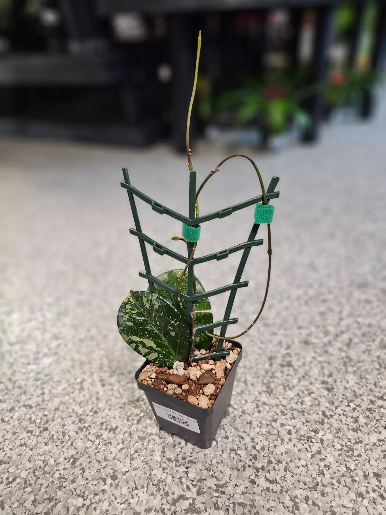 plant/Hoya Michele MB 1255-3