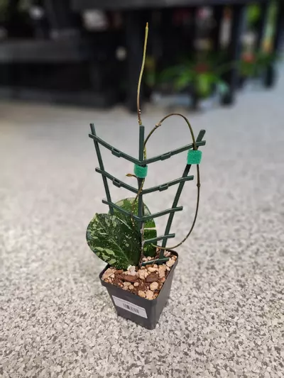 plant/Hoya Michele MB 1255-3-thumbnail