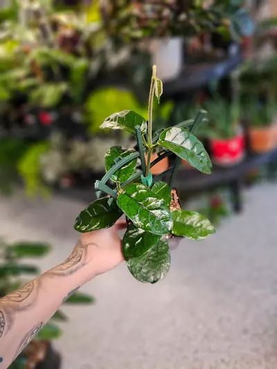 plant/Hoya Villosa-0-thumbnail