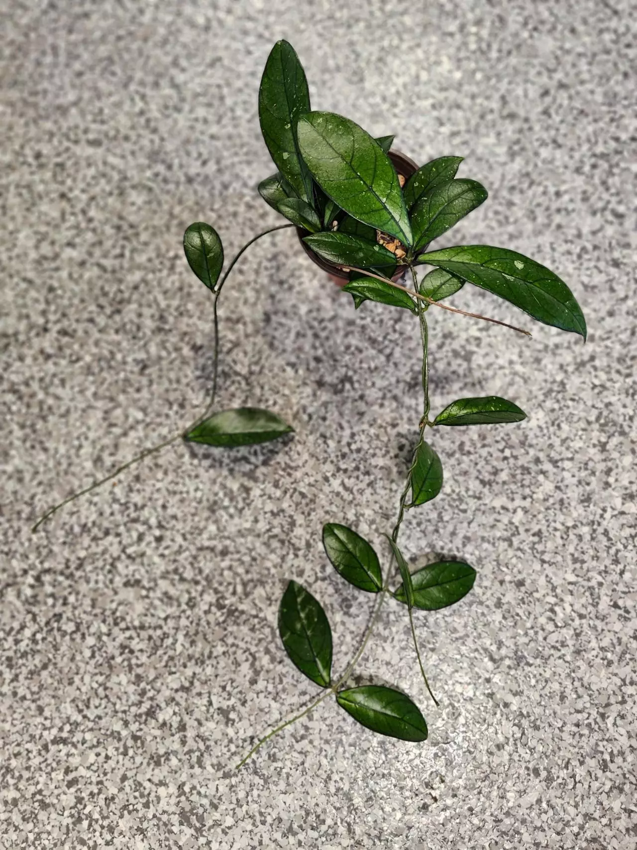 plant/Hoya Crassipetiolata-1