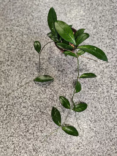 plant/Hoya Crassipetiolata-1-thumbnail