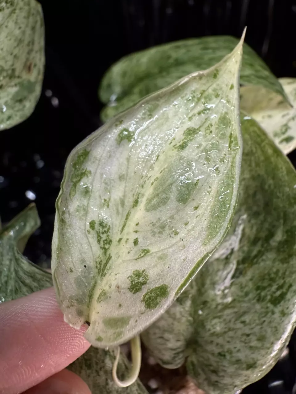 plant/🎉SALE! Scindapsus Cream Blue #5 *Rooted in moss-0
