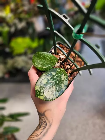 plant/Hoya Michele MB 1255-2-thumbnail