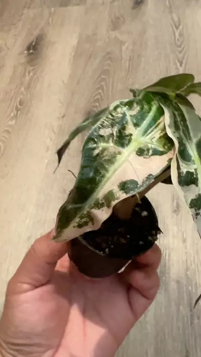 plant/Alocasia Amazonica pink variegated-4-thumbnail