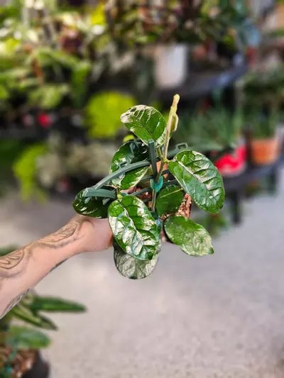 plant/Hoya Villosa-2-thumbnail