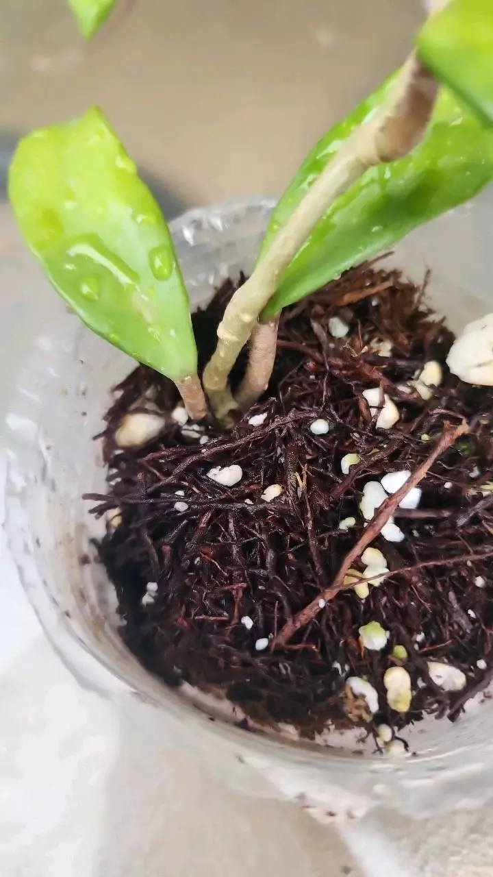 plant/Hoya carnosa freckles splash-3