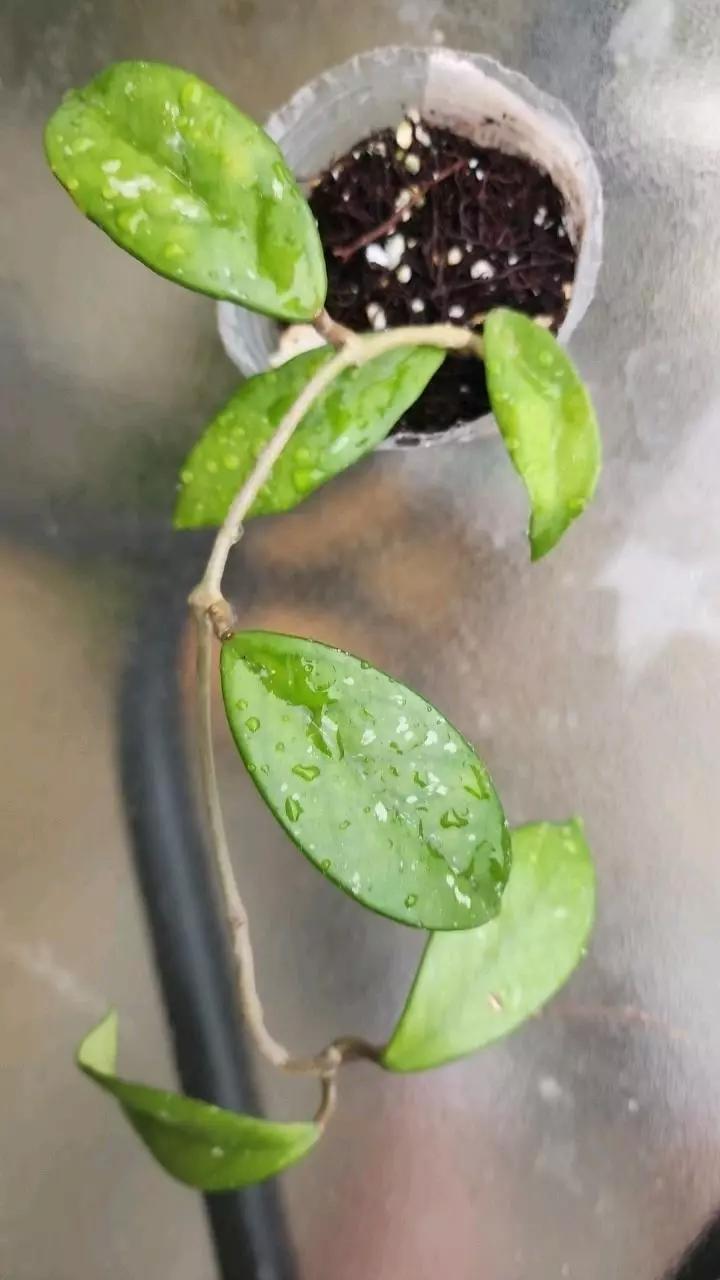 plant/Hoya carnosa freckles splash-1