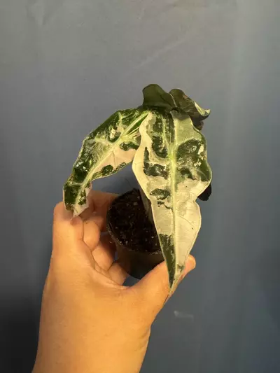 plant/Alocasia Amazonica pink variegated-0-thumbnail
