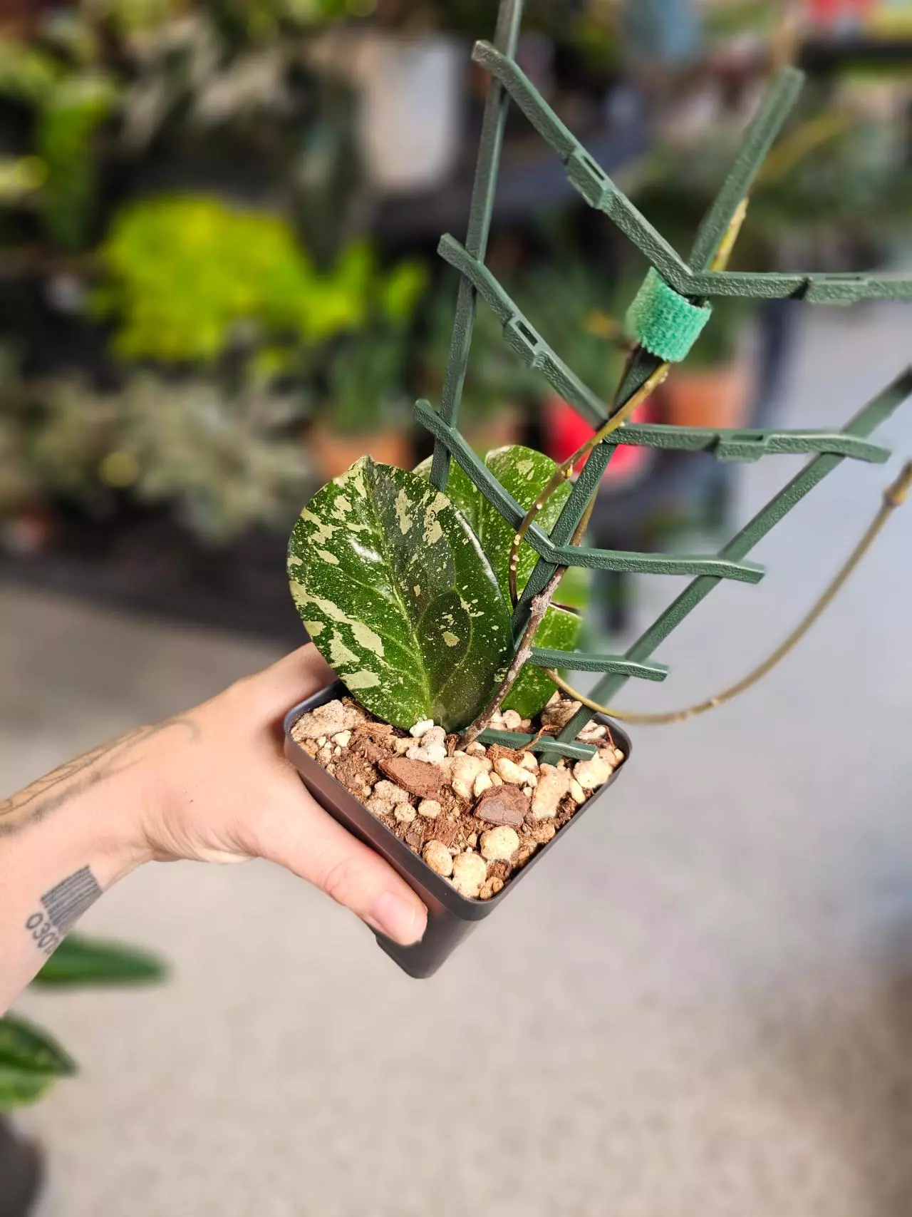 plant/Hoya Michele MB 1255-1