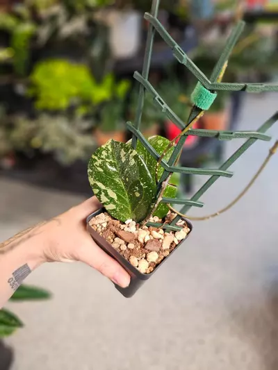 plant/Hoya Michele MB 1255-1-thumbnail