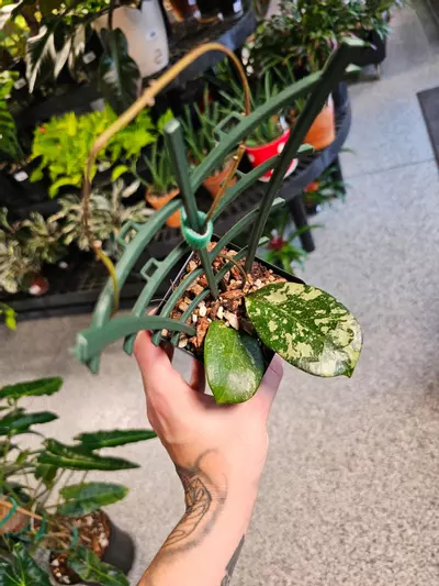 plant/Hoya Michele MB 1255-1-thumbnail