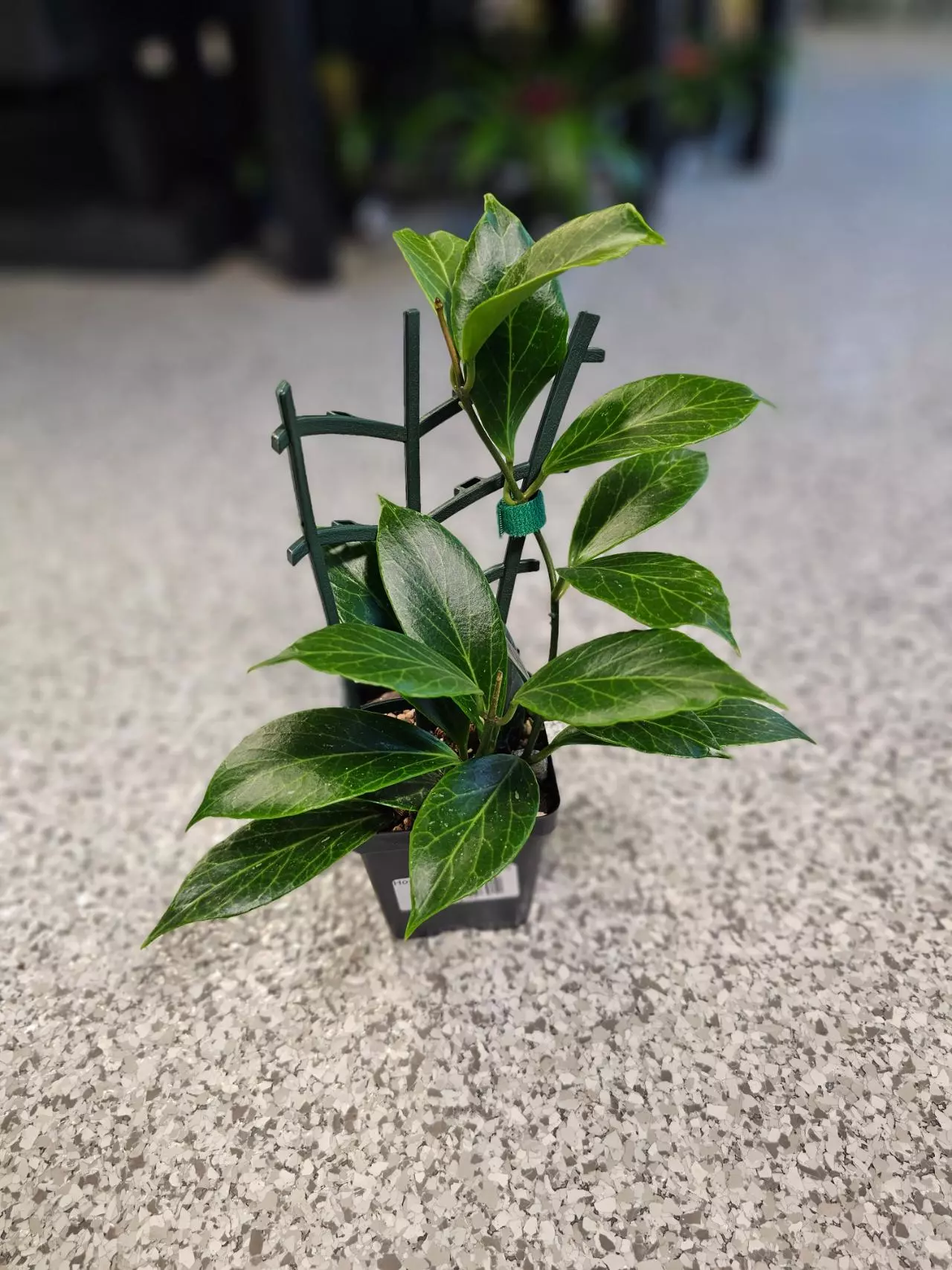 plant/Hoya Sunrise-3