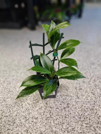 plant/Hoya Sunrise-3-thumbnail