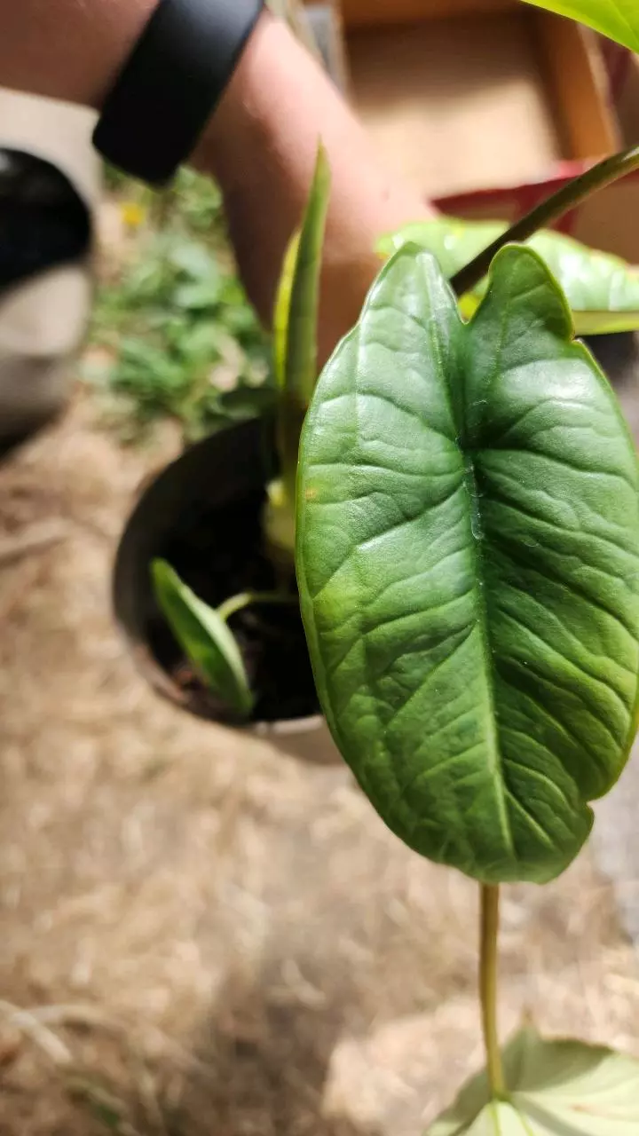 plant/Alocasia maybe platinum-5