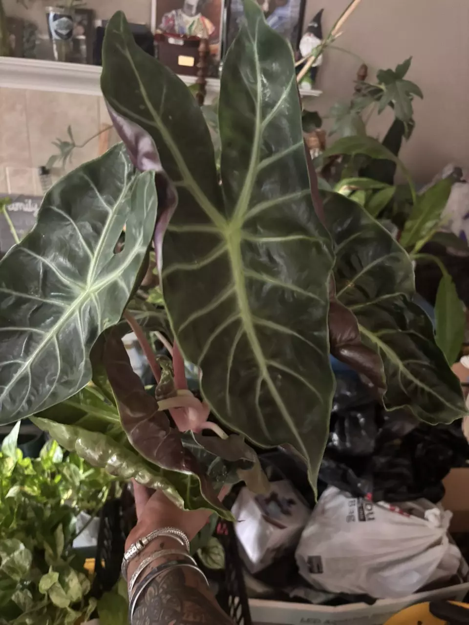 plant/Alocasia Morocco-0