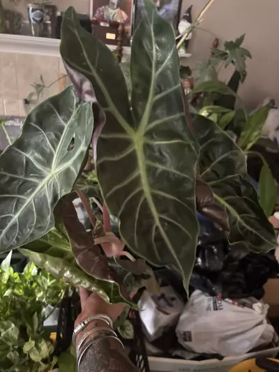 plant/Alocasia Morocco-0-thumbnail