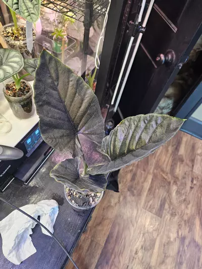 plant/Antoro velvet corm-0-thumbnail