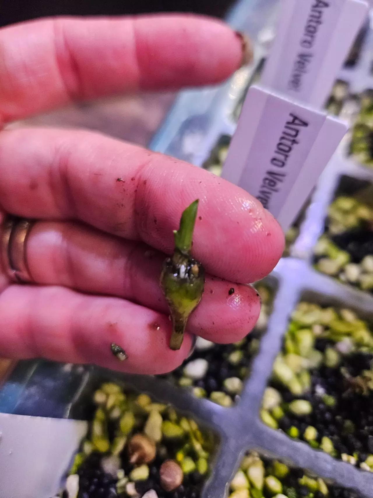 plant/Antoro velvet corm-1